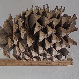 Coulter Pine Cone pinecone giant California